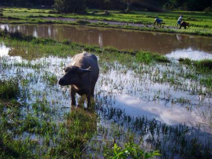 LAOS: Water Buffalo in the paddy fields on Don Det Island. Moo! (Do Water Buffalo moo?!)