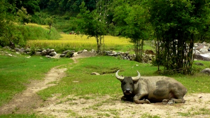 VIETNAM: Buffalo chillaxing in Sapa. No cares in the world.