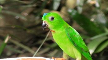 SINGAPORE: Colourful birdie in the Singapore Zoo. Shine bright little man.
