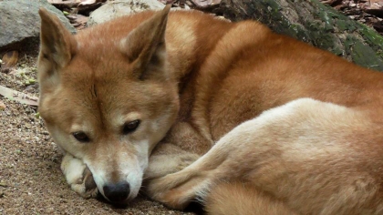 AUSTRALIA: Look how cute Dingoes can be! When they're not stealing your flip flops or your baby that is ;)