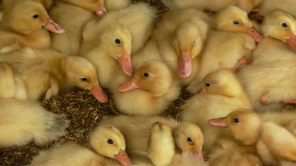 VIETNAM: Ducklings galore! What we wouldn't do to be surrounded by these fluff balls.
