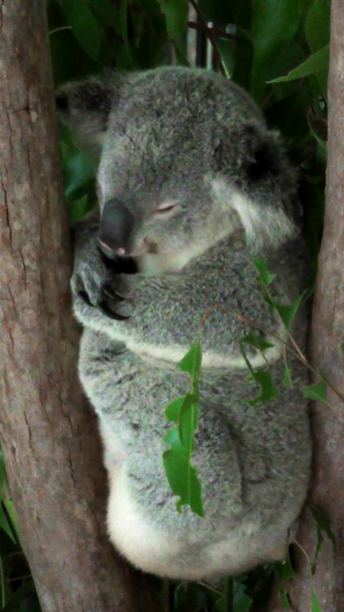 AUSTRALIA: You can't go to Australia without snapping a Koala. This one's just asking for a squeezing.