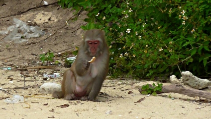 VIETNAM: A monkey eating bread on Monkey Island. Bonus points to whoever came up with that name,