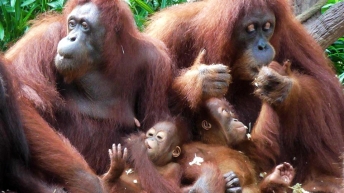 SINGAPORE: Orangutan family monkeying around at Singapore Zoo. You can eat your breakfast with these guys - pretty cool!