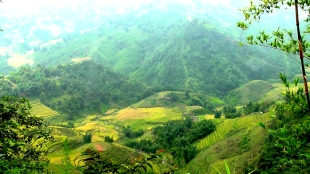 VIETNAM: The view above the rice paddies in Sapa. Green being the colour of choice here.