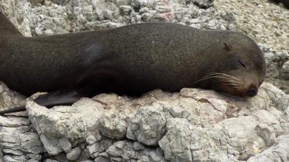 NEW ZEALAND: Seal colony in Kaikoura. Hundreds of these guys chilling on the rocks.