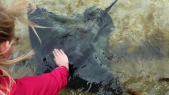 NEW ZEALAND: Stingray feeding in Gisborne. These guys are pretty silky. Especially when trying to hump you.
