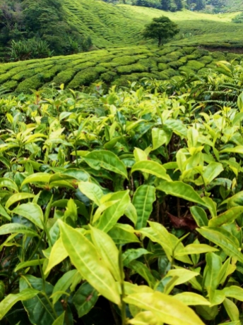MALAYSIA: Tea Plantations in the Cameron Highlands. Being British, we like our tea.
