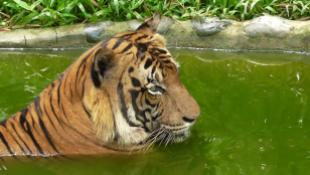 BORNEO: Malayan Tiger having a cool off. Don't blame ya buddy.